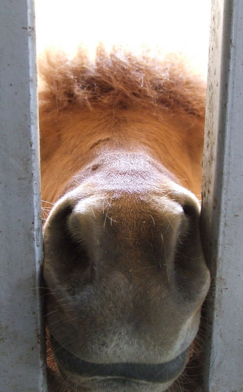 Neugierige Mini-Pony-Nase