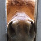 Neugierige Mini-Pony-Nase