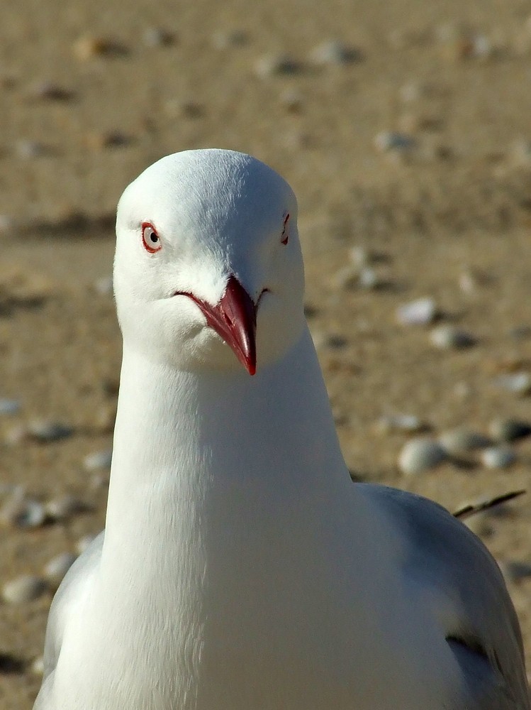 neugierige Möwe