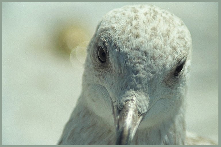 neugierige Möwe