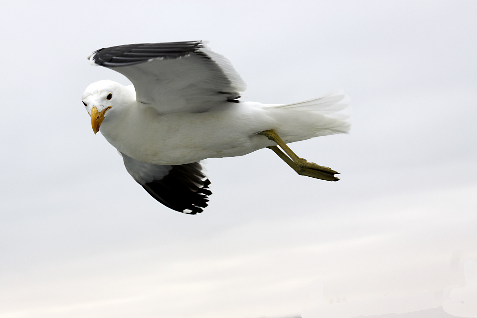 Neugierige Möwe