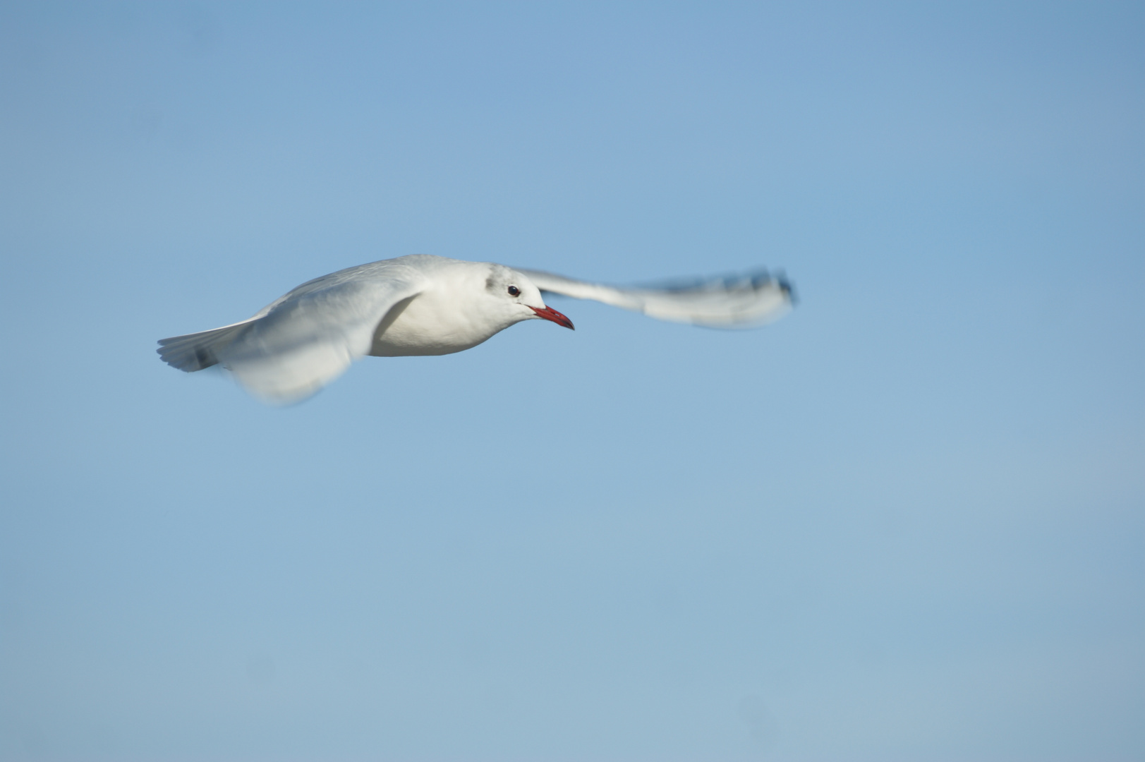 Neugierige Möwe