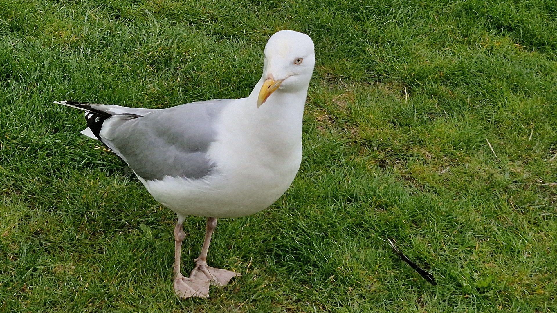 Neugierige Möwe 