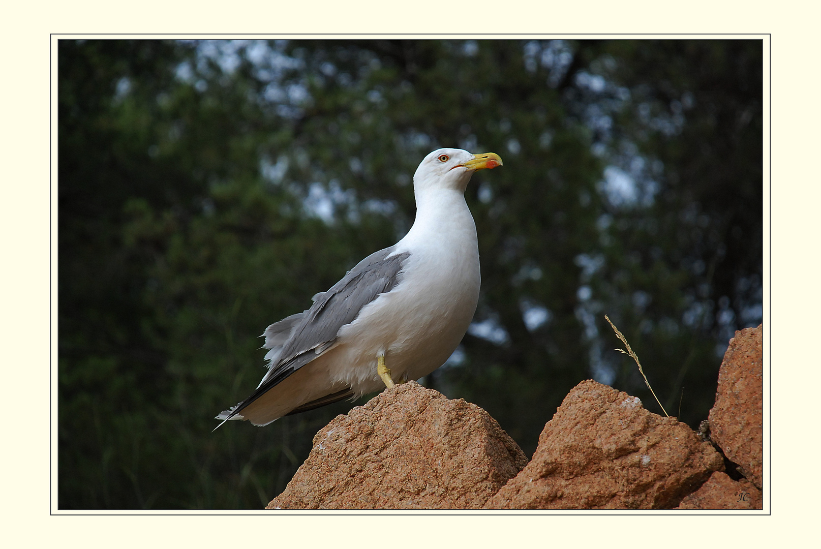 Neugierige Möwe # Gaviota curiosa