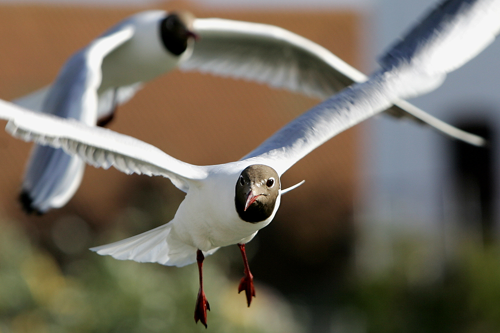 Neugierige Möwe im Anflug...