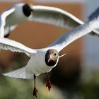 Neugierige Möwe im Anflug...