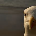 Neugierige Möwe in St. Malô