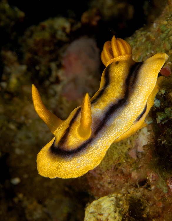 neugierige Nacktschnecke