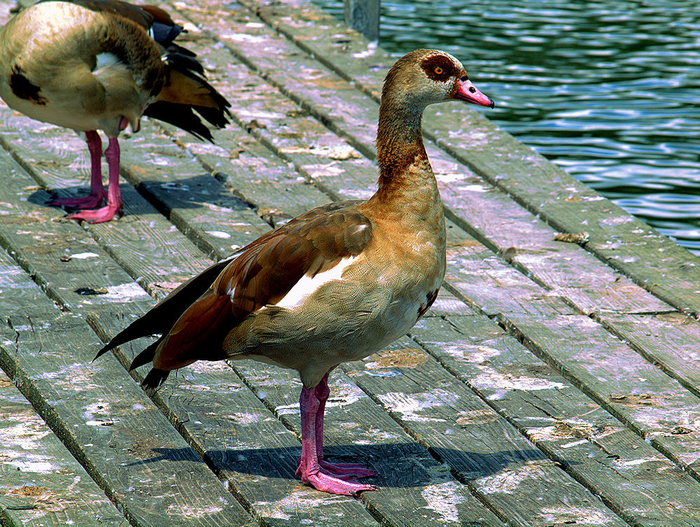 Neugierige Nilgans