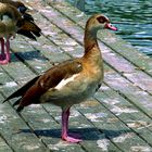 Neugierige Nilgans