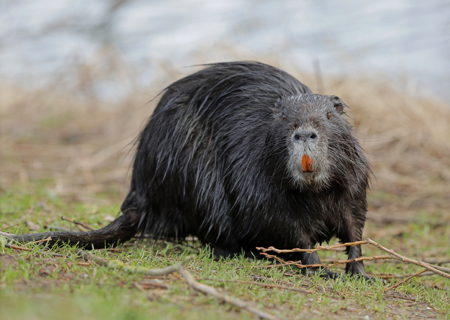 Neugierige Nutria