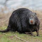 Neugierige Nutria