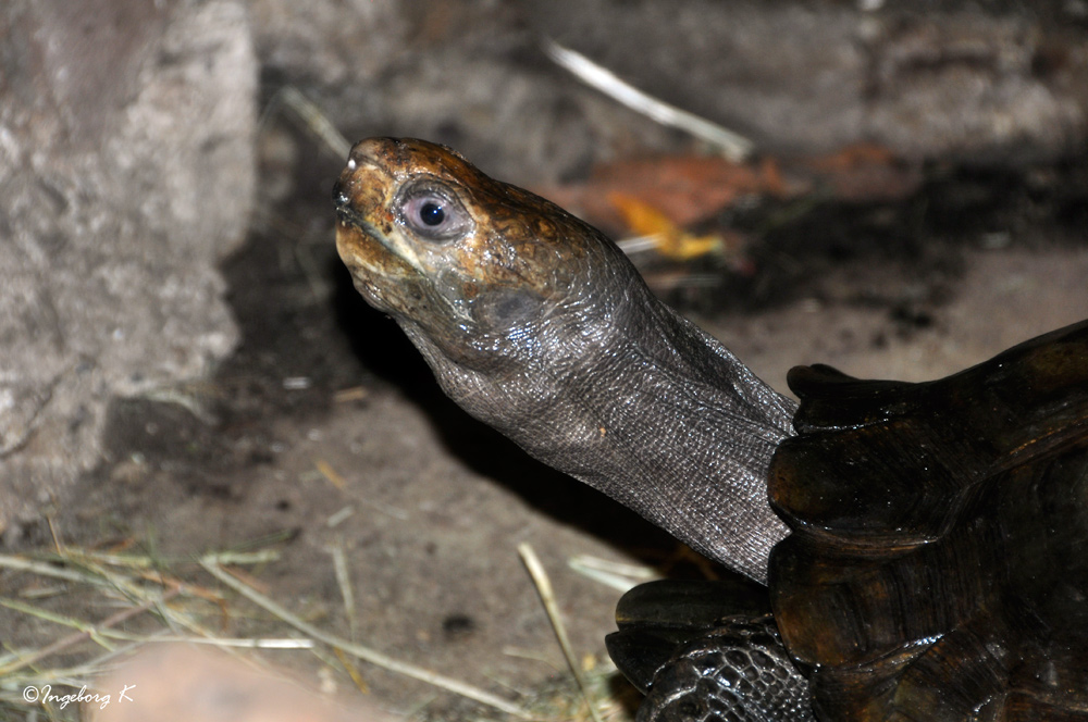 neugierige oder hungrige? Schildkröte