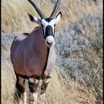 Neugierige Oryx Antilope