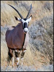 Neugierige Oryx Antilope