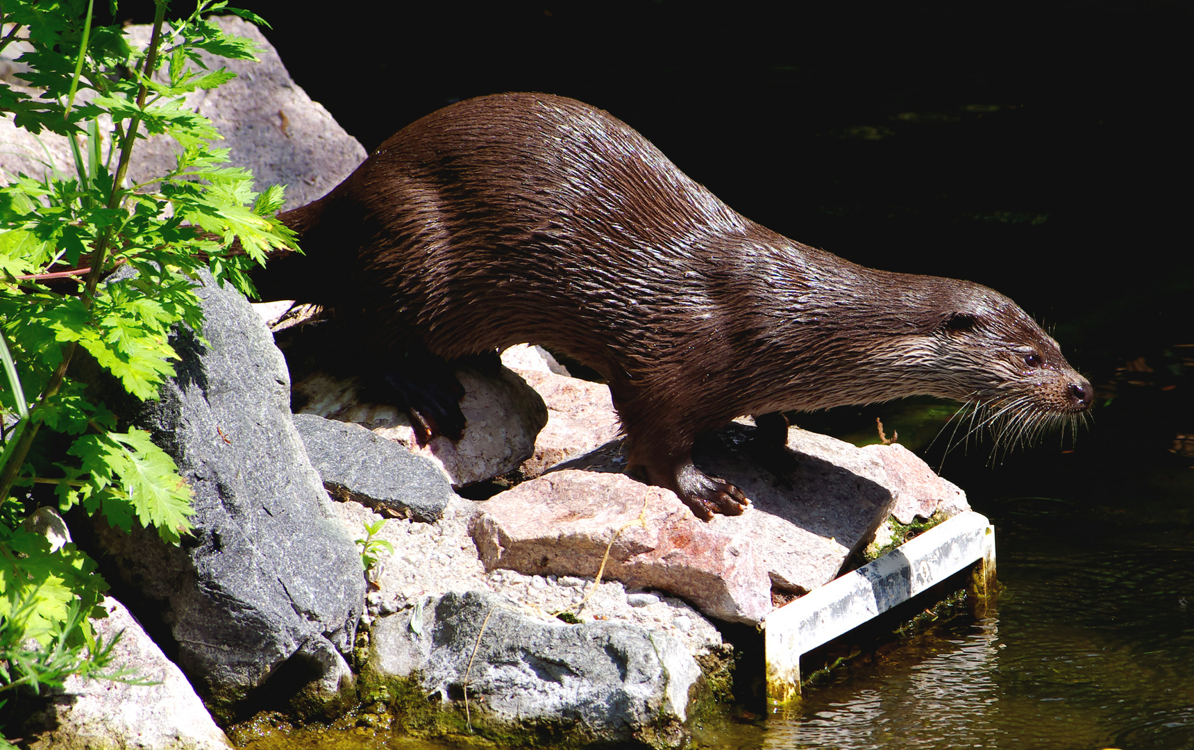 neugierige Otter