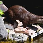 neugierige Otter