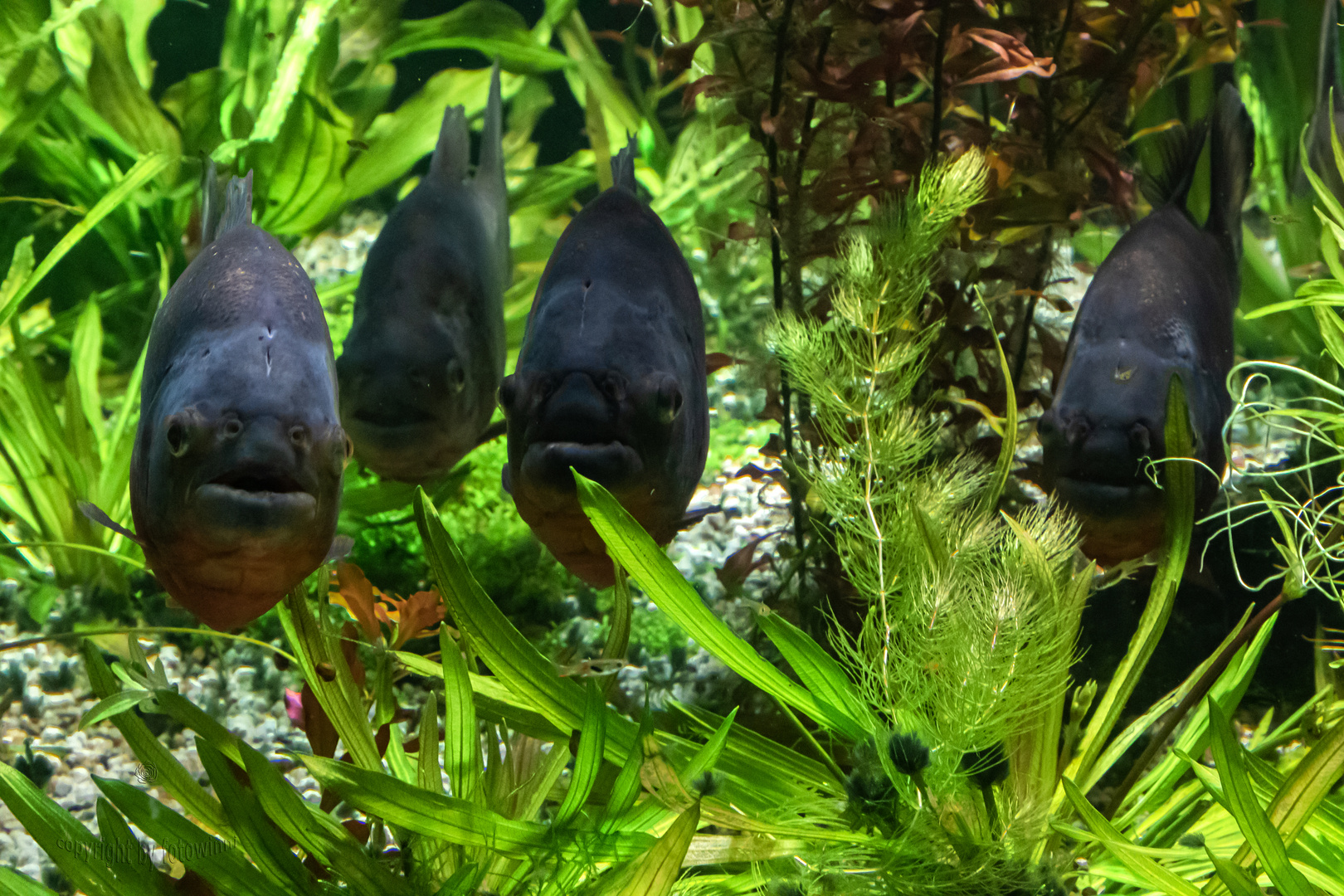 neugierige Piranhas