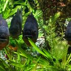 neugierige Piranhas