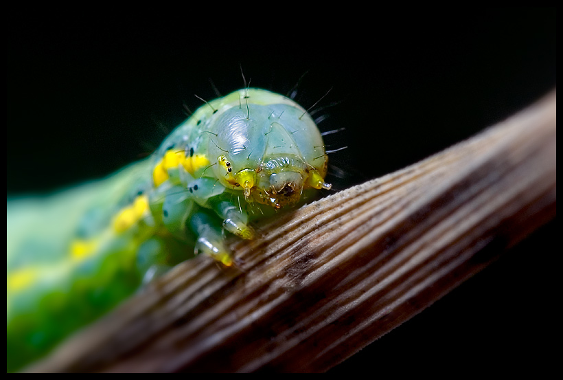 neugierige raupe