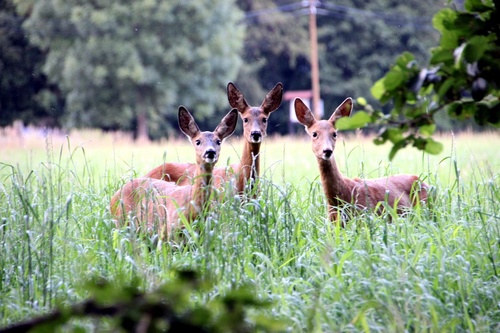 Neugierige Rehe