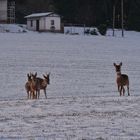 neugierige Rehe