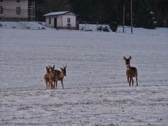 neugierige Rehe