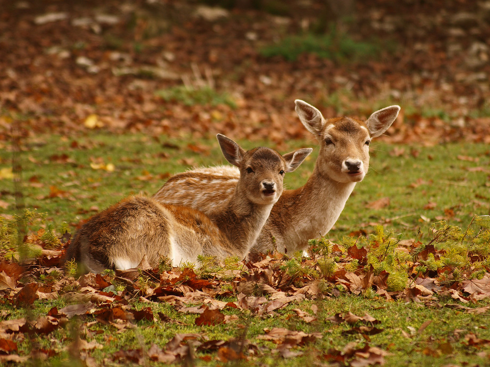 Neugierige Rickenkitze kuscheln im kalten Herbstnebel..