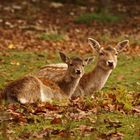 Neugierige Rickenkitze kuscheln im kalten Herbstnebel..