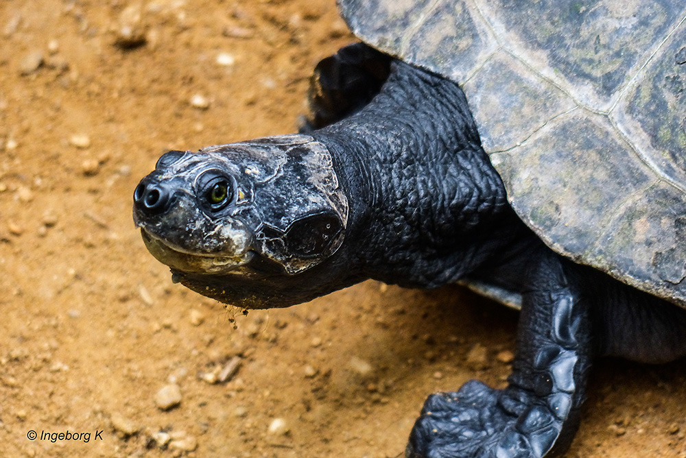 Neugierige Riesenschildkröte