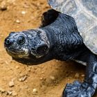 Neugierige Riesenschildkröte