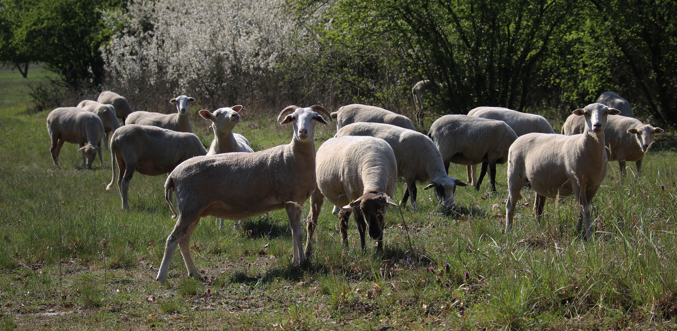 Neugierige Schafe