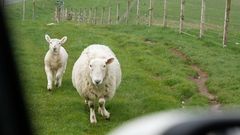 neugierige Schafe