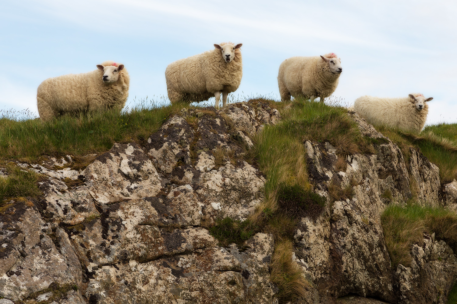 Neugierige Schafe