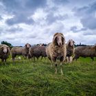 Neugierige Schafe 