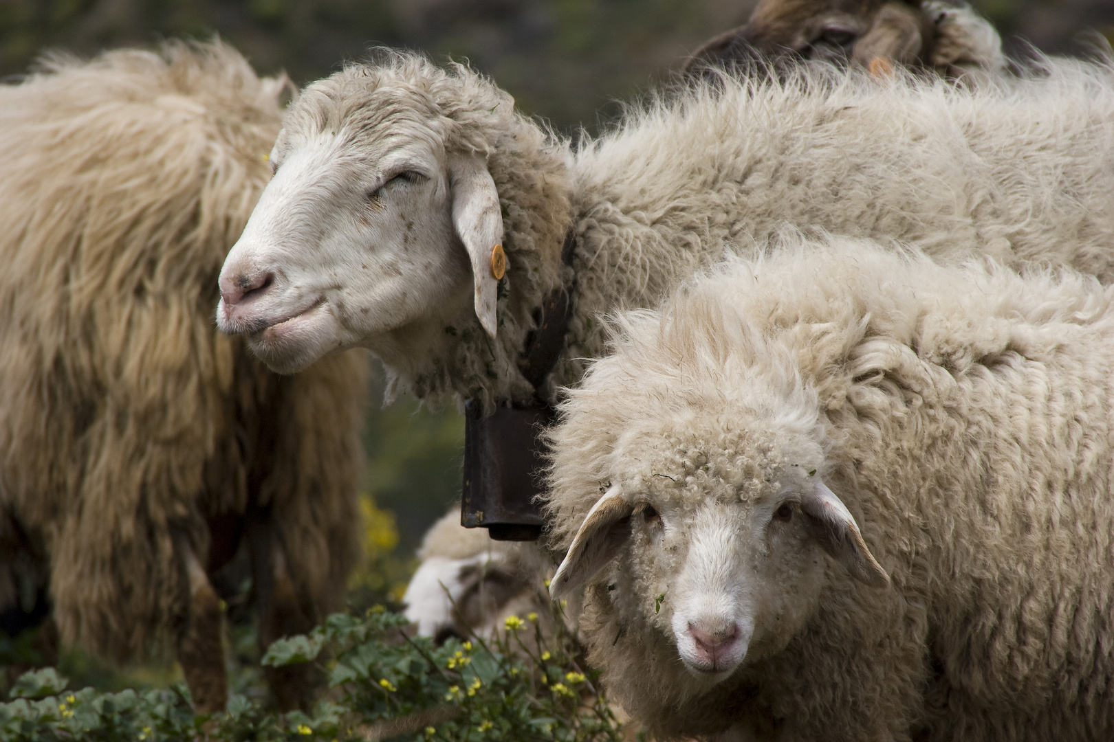 Neugierige Schafe