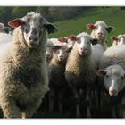 Neugierige Schafe in der Slowakei