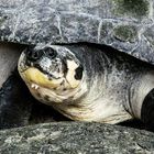 neugierige Schildkröte