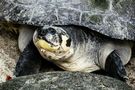 neugierige Schildkröte von  Ingeborg K