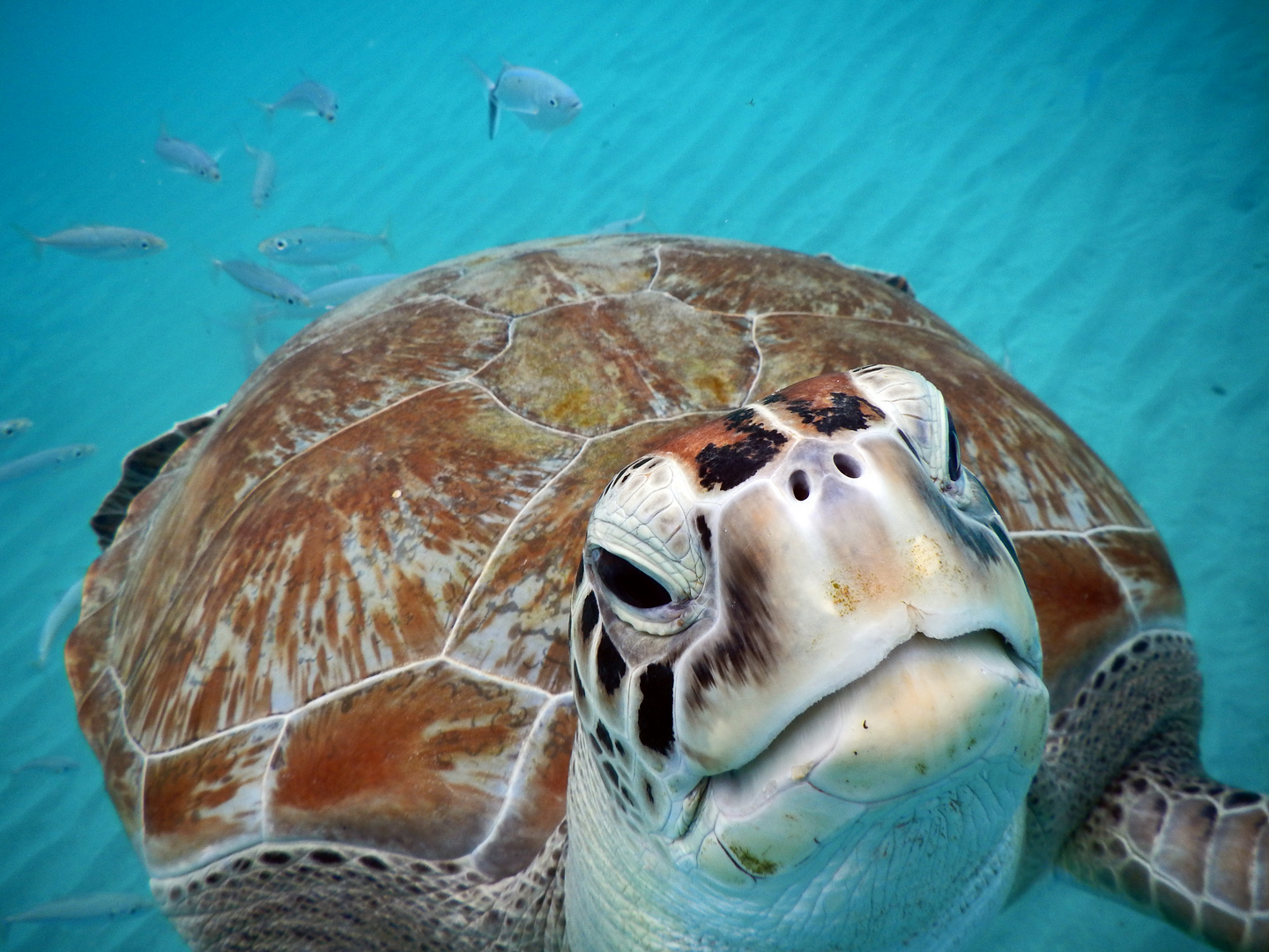 neugierige Schildkröte