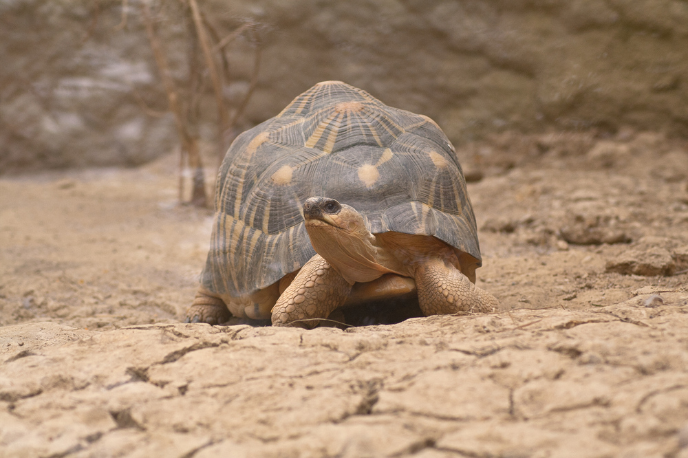 Neugierige Schildkröte