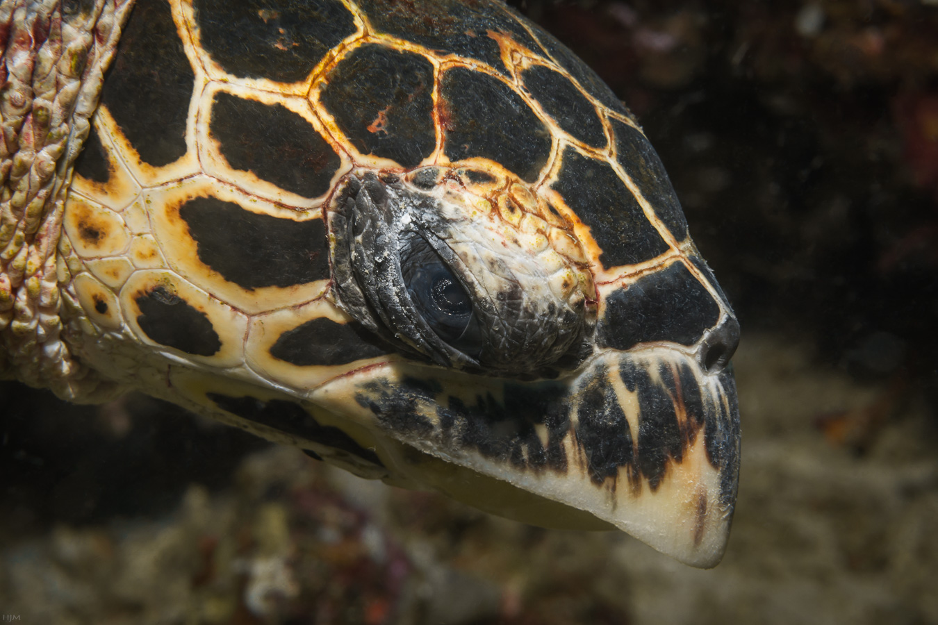 Neugierige Schildkröte