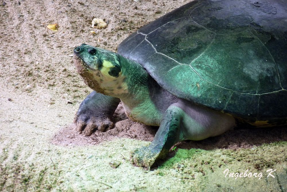 neugierige Schildkröte 