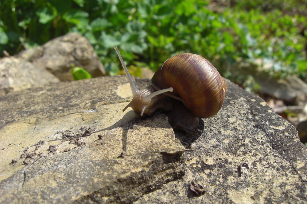 Neugierige Schnecke