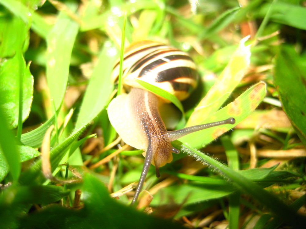 neugierige schnecke