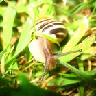 neugierige schnecke