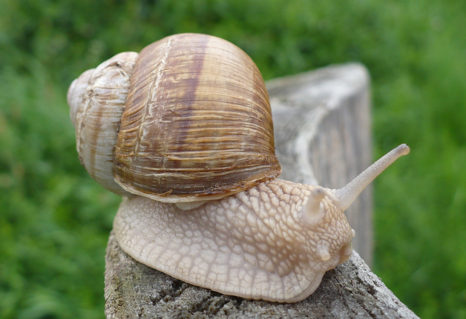 Neugierige Schnecke! Wohin willst Du?