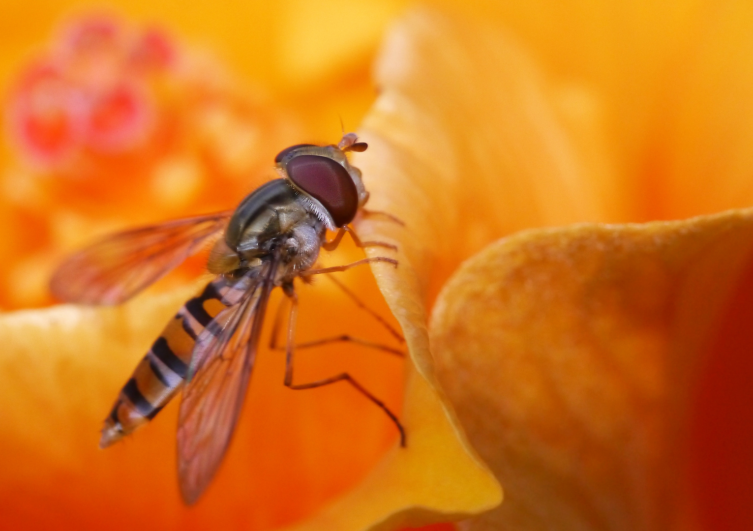 neugierige Schwebefliege