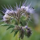 Neugierige Schwebfliege