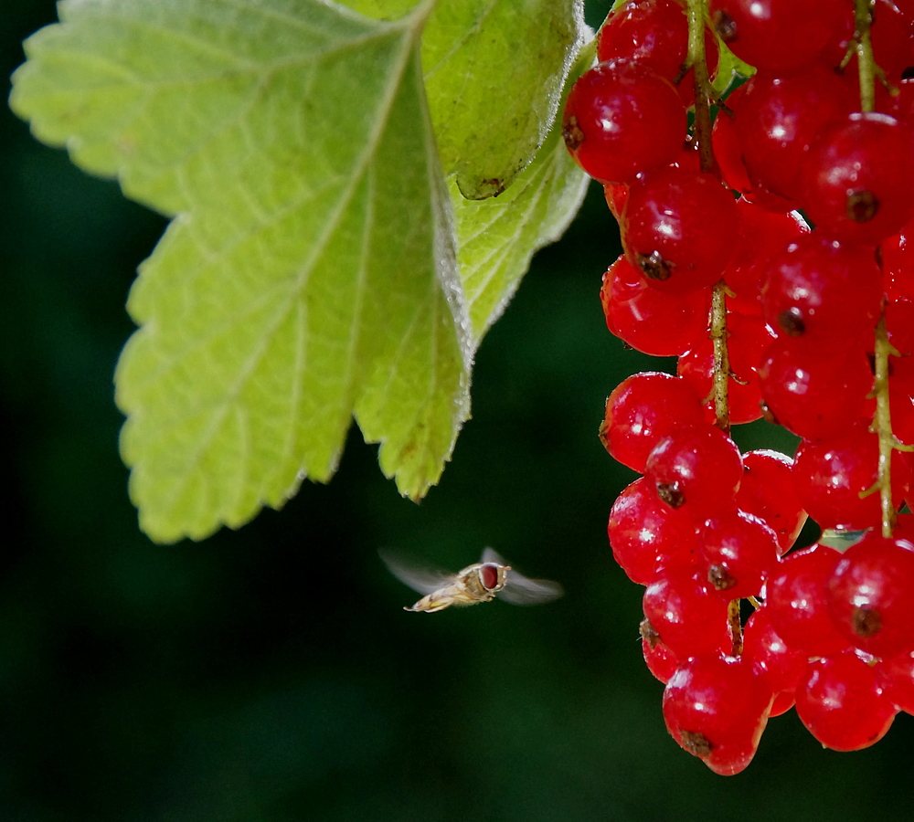 Neugierige Schwebfliege by Fred Grimm 